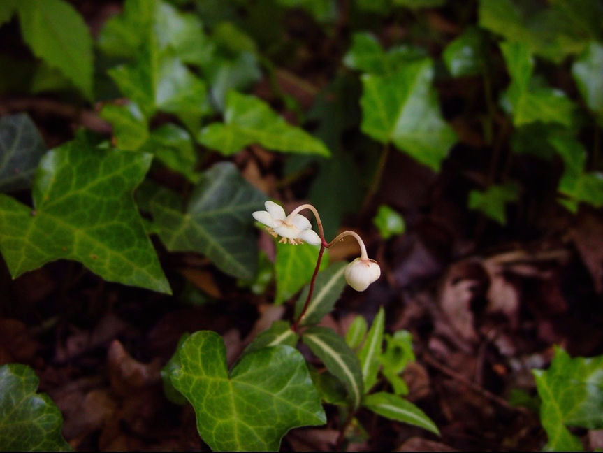 chimaphila-maculata-spotted-wintergreen-flower-with-ivy